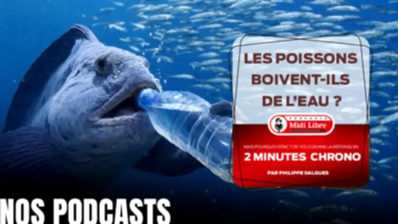 Les poissons boivent-ils de l'eau ? La réponse scientifique étonnante