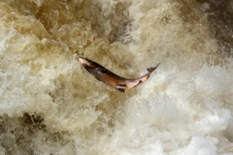 Les saumons exposés à la cocaïne adoptent des comportements à risque