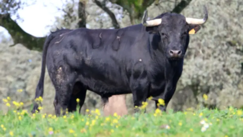 Les toros de Virgen Maria de retour pour la Feria de Pentecôte à Nîmes