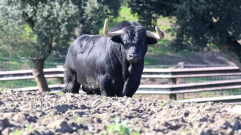 Les toros d'El Parralejo préparent la saison 2026 depuis leur élevage andalou