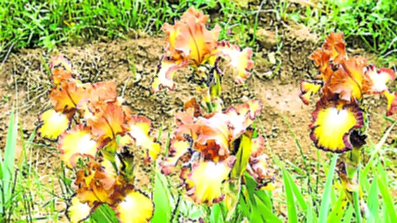 L'Iriseraie Bertrand dévoile 400 variétés d'iris pour une floraison spectaculaire