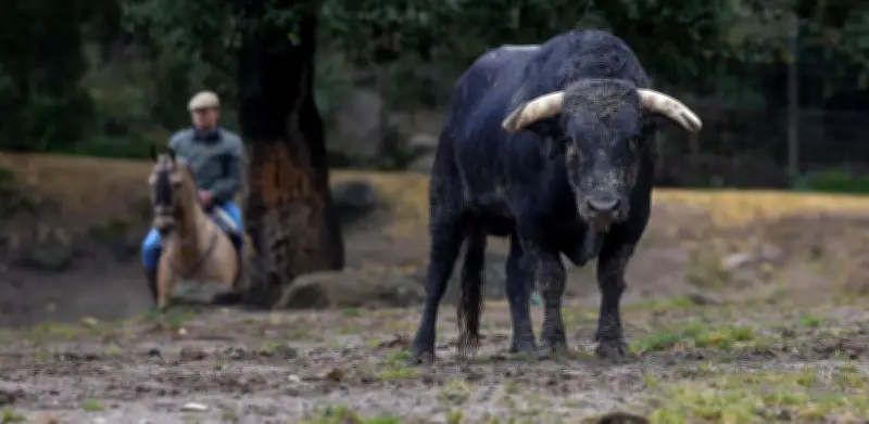 L'élevage de Santiago Domecq, pilier des arènes de Dax, face à un hiver dévastateur