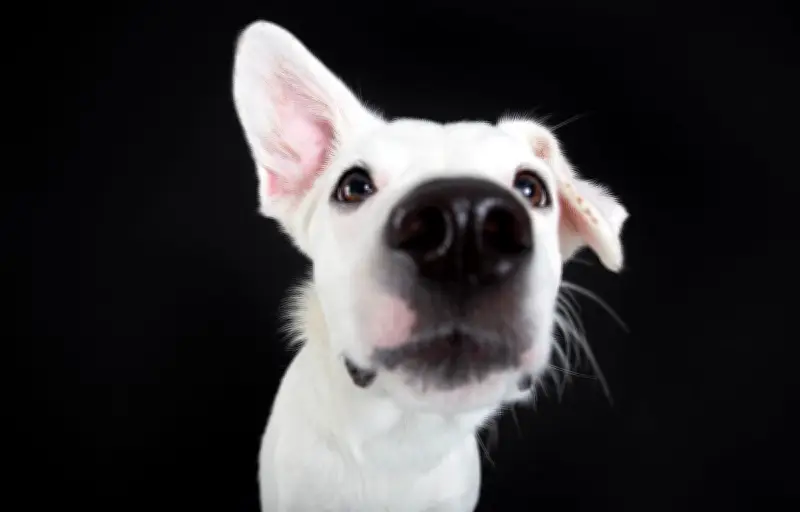 L'odorat exceptionnel du chien : 300 millions de récepteurs pour une détection infaillible