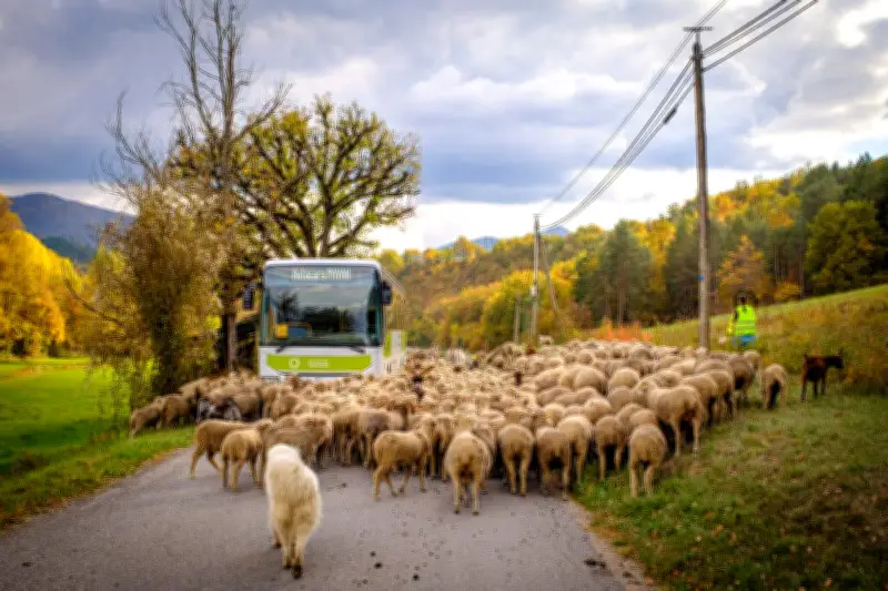 Loi d'orientation des mobilités : sept ans après, un bilan contrasté selon la Cour des comptes
