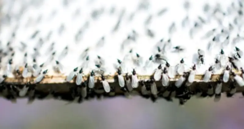 L'opération Bugs Matter débarque en France pour mesurer le déclin alarmant des insectes