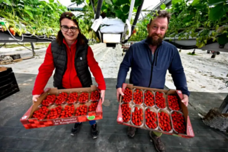 Lot-et-Garonne : 300 producteurs de fraises, 20 000 tonnes par an