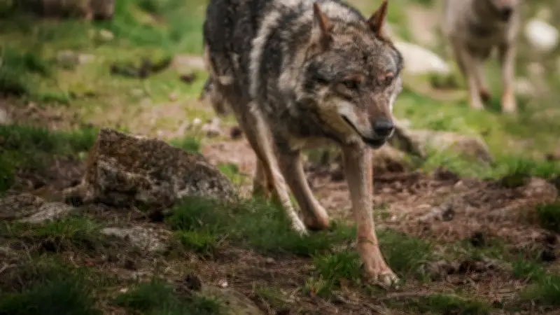 Lozère : brigade loup, jeux à Fontanilles et visite d'usine hydroélectrique