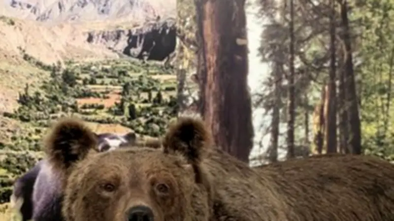 Lozère : expo sur l'ours, conférence ados et raid UNSS