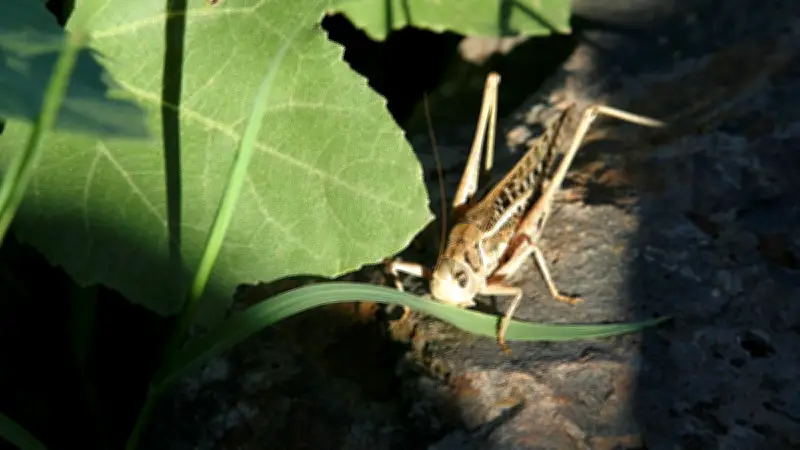 Lozère : insectes, randonnées et salle fraîcheur au programme