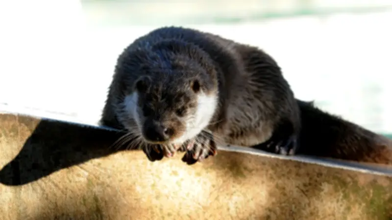 Lozère : loutre, documentaire et balade en forêt au programme