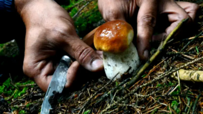Lozère : mobilisation, rencontre littéraire et mycologie au programme