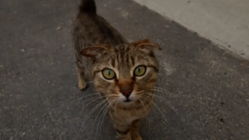 Lozère : stérilisation des chats errants, collectes de sang et cross-country