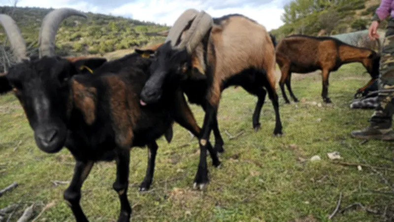 Lozère : visites de fermes, musée du Gévaudan et concert d'orgue