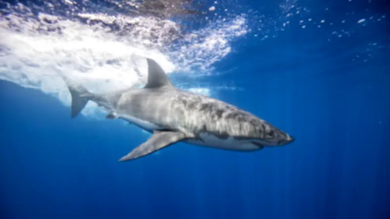 Lune de miel tragique aux Maldives : un marié amputé après une attaque de requin
