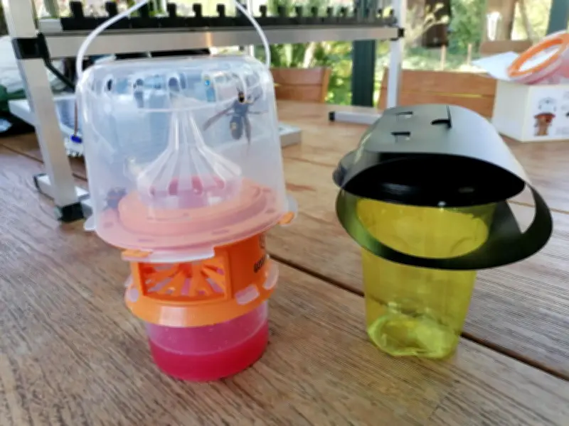 Lutte contre le frelon asiatique : un appel à la mobilisation générale