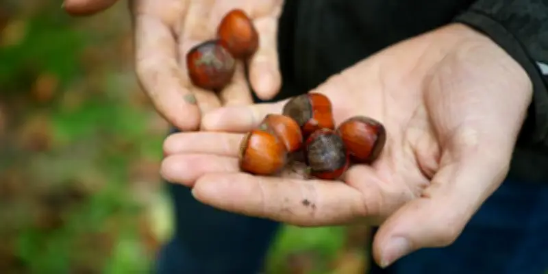 M2i Group de Lacq développe une solution verte contre la punaise diabolique
