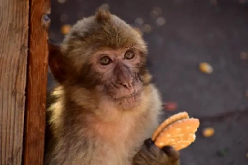 Macaques de Gibraltar : glaces, biscuits et terre au menu