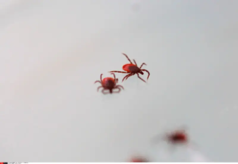 Maladie de Lyme : une découverte majeure sur le contrôle de la salive des tiques