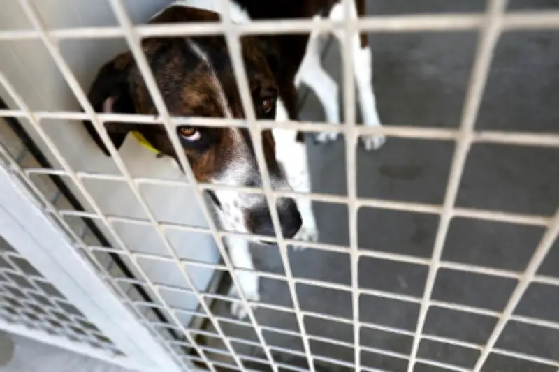 Maltraitance animale : comment la justice s'adapte face à la multiplication des dossiers