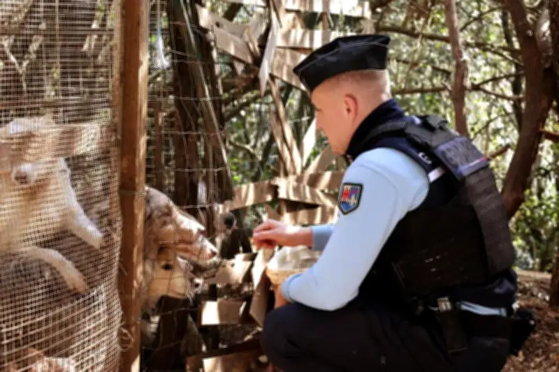 Maltraitance animale : comment l'association Gala lutte avec détermination malgré ses faibles moyens