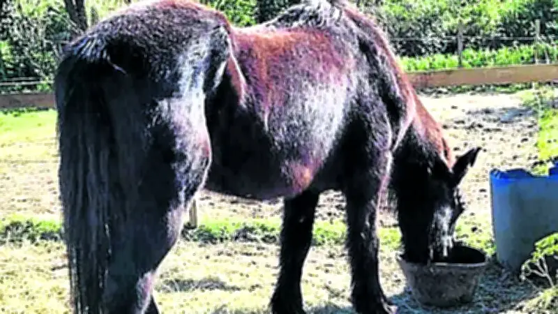 Manduel : appel urgent pour sauver Greta, jument de 35 ans après un accident mortel