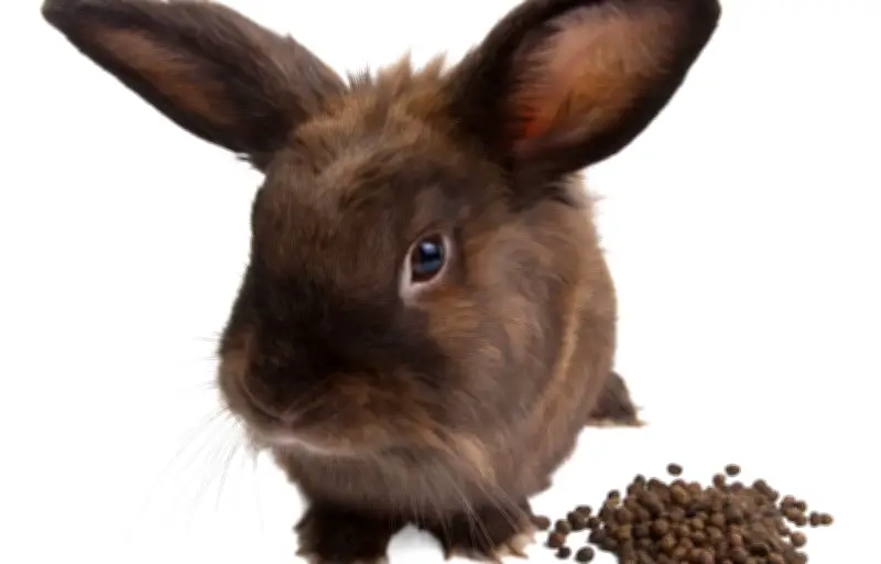 Manger ses excréments : une stratégie de survie chez les animaux