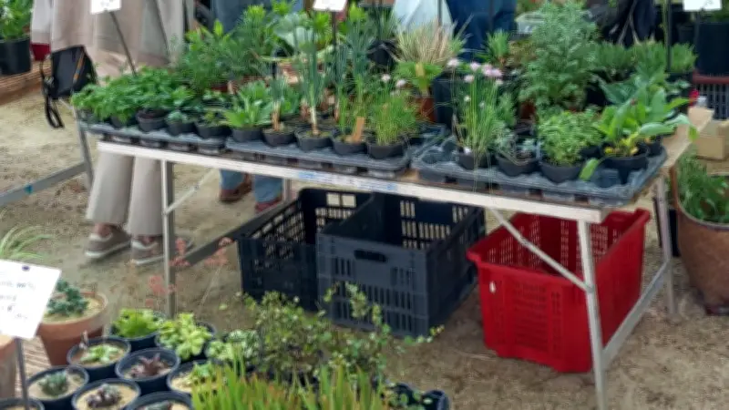 Marché aux plantes à Rivières : une foule au rendez-vous malgré l'orage