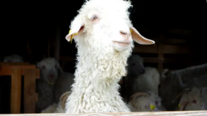 Marché, vautours et ferme Florette : votre sélection en Lozère ce mercredi