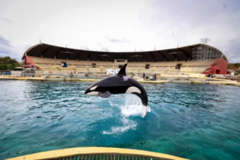 Marineland : la déclaration du ministre sur la propriété privée des cétacés relance le débat