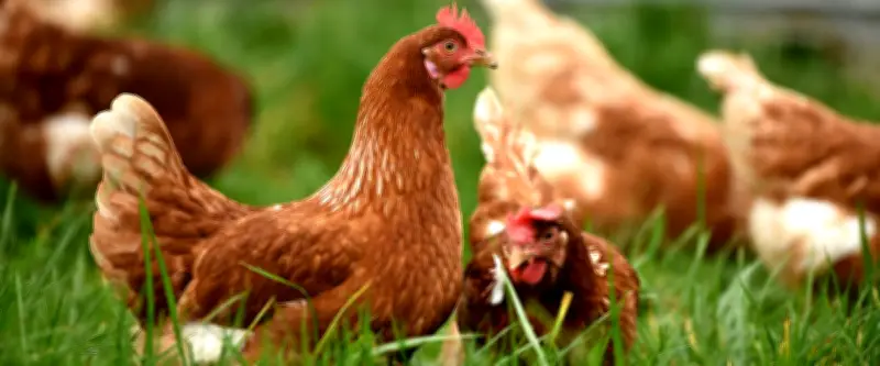 Montpellier ce dimanche : vide-greniers, marché, théâtre et fêtes de Pâques