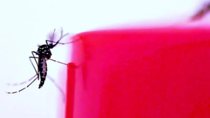 Montpellier : chercheurs démunis face aux moustiques résistants