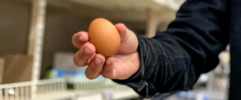 Montpellier : la ruée sur les œufs vide les rayons en une heure