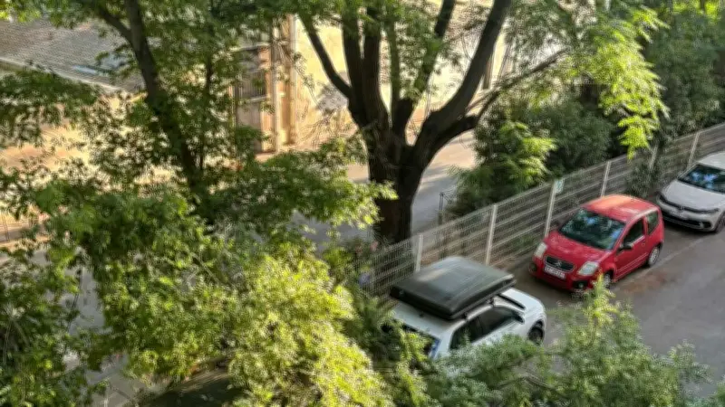 Montpellier : un riverain en colère après le refus d'indemnisation pour une branche d'arbre tombée