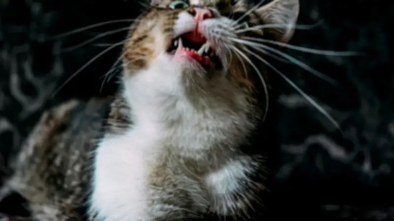 Morsures de chat : 25 000 hospitalisations par an, témoignez