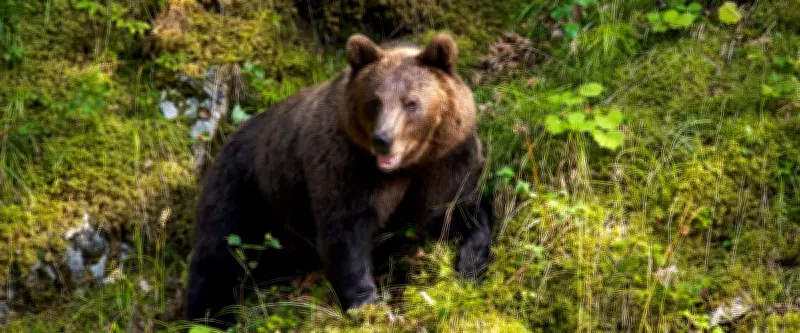 Motard tué par un ours en Roumanie après avoir ignoré un panneau