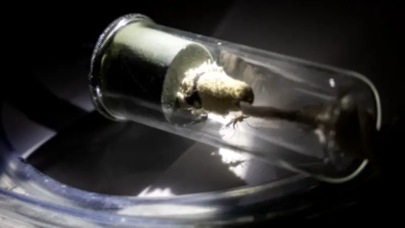 Moustique tigre en Nouvelle-Aquitaine : 103 cas à Bergerac, que prévoir pour 2026 ?