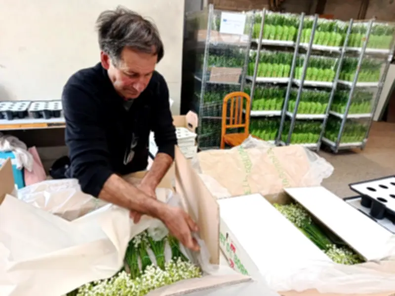 Muguet de Gironde : les producteurs s'adaptent face au printemps précoce