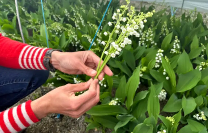 Muguet du 1er mai : la récolte anticipée face au réchauffement climatique