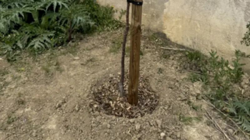 Murviel-lès-Béziers plante trois arbres aux Jardins de la Bastide pour renforcer la biodiversité