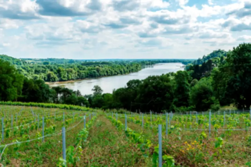 Muscadet : Les Crus Révèlent la Richesse Géologique du Vignoble