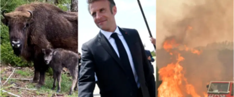 Naissance de bisons, visite de Macron, incendies : l'actu régionale