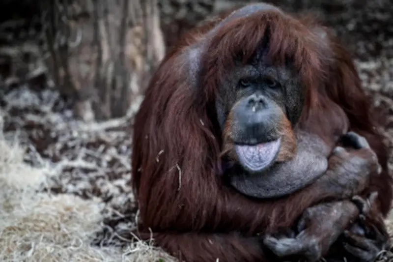 Naissance d'un orang-outan de Bornéo au zoo de Madrid, une espèce en danger critique