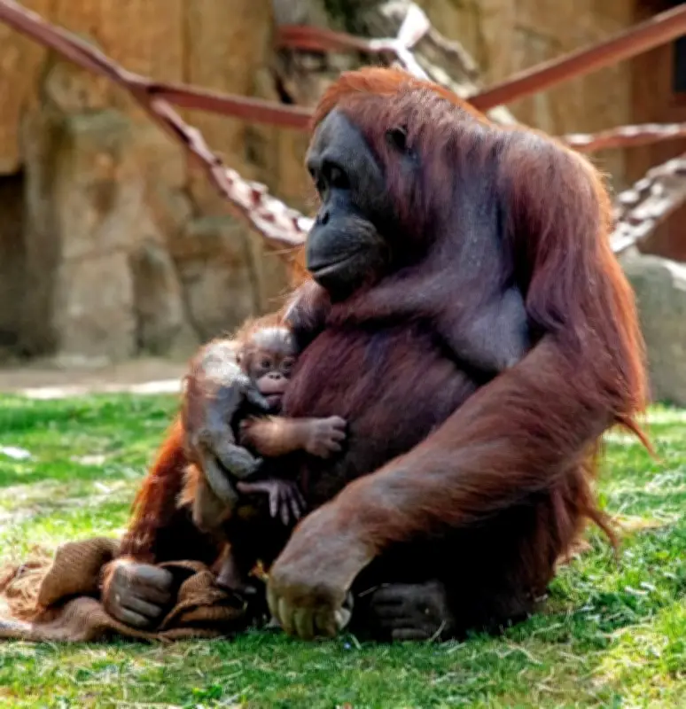 Naissance exceptionnelle d'un orang-outan de Bornéo au zoo de Madrid