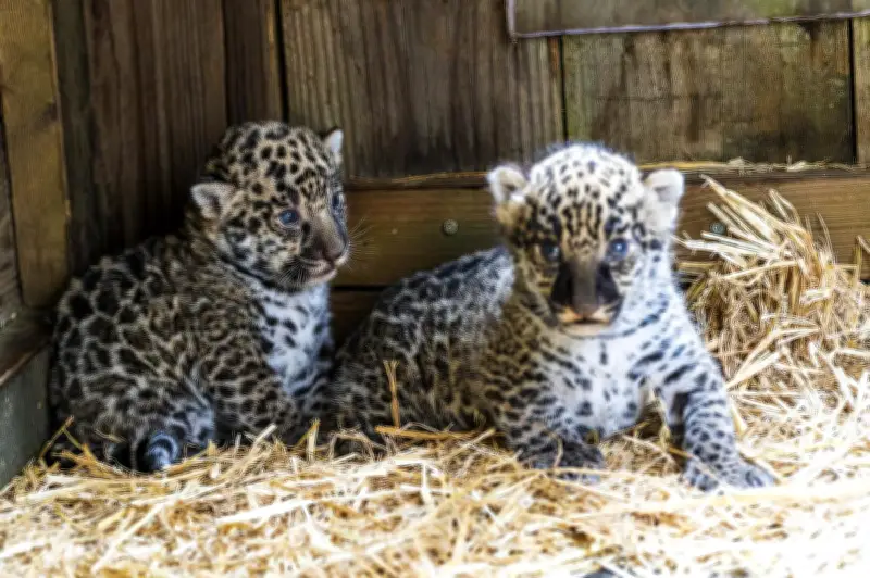 Naissance surprise de deux bébés jaguars au zoo de Pessac