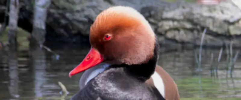 Nette rousse : un canard plongeur menacé par la destruction de son habitat