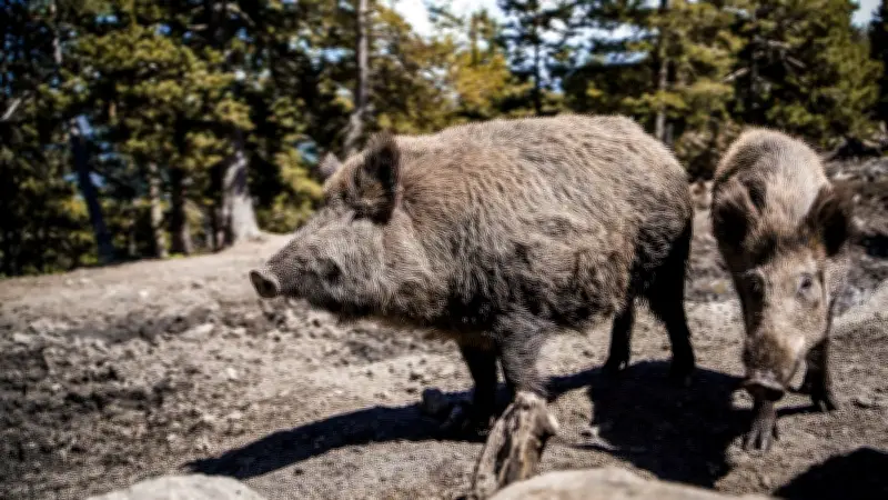 Nîmes : les sangliers envahissent les jardins après le début des travaux du parc Chirac
