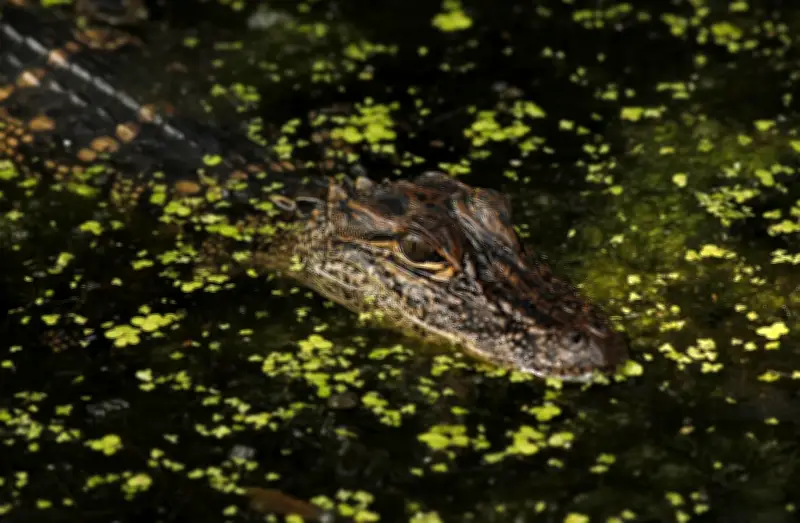 Nos derniers jours sauvages : une plongée dans les eaux troubles du bayou