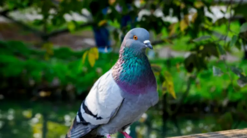 Nourrir des pigeons à Londres : une bénévole menottée par onze policiers