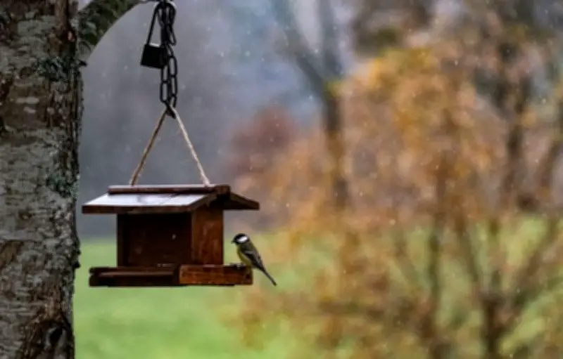 Nourrir les oiseaux au printemps : pourquoi il faut arrêter selon la LPO