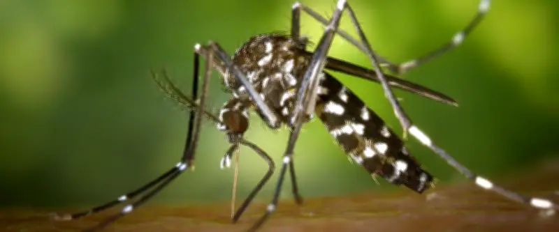 Nouveau cas de chikungunya à Saint-Brès : deux opérations de démoustication